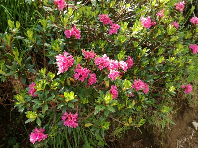 Fiori color ciclamino al bordo del sentiero.